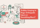 Why Is My Dog Suddenly Limping?