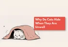 Why Is My Cat Suddenly Hiding?