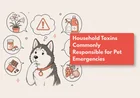 What Household Foods Are Poisonous to Dogs?
