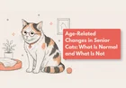 Is My Older Cat Slowing Down Normally?