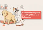 What Health Problems Do Labradors Commonly Have?