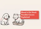 Why Is There Blood in My Dog’s Poop?
