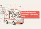 When Should I Take My Pet to the Emergency Vet?