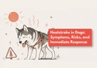 What Should I Do If My Dog Has Heatstroke?