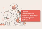 Why Does My Pet Keep Having Stomach Problems?