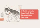 How Do I Know If My Dog Has Arthritis?