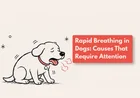 Why Is My Dog Breathing Fast?
