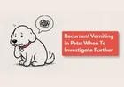 Why Does My Dog Keep Vomiting?