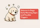 What Does a Dog Seizure Look Like?