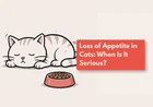 Why Has My Cat Stopped Eating?