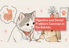 Why Has My Rabbit Stopped Eating?