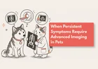 Does My Dog Need a CT Scan?