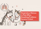 Why Is My Cat Struggling To Breathe?