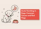 Yellow Vomit in Dogs: Common Causes and When To Worry