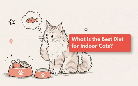 What Is the Best Diet for Indoor Cats?
