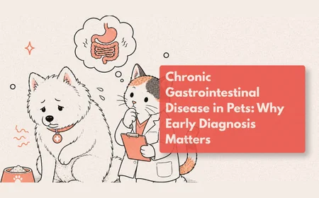 Why Does My Pet Keep Having Stomach Problems?
