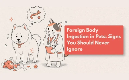 My Dog Swallowed Plastic — What Should I Do?