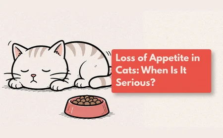 Why Has My Cat Stopped Eating?
