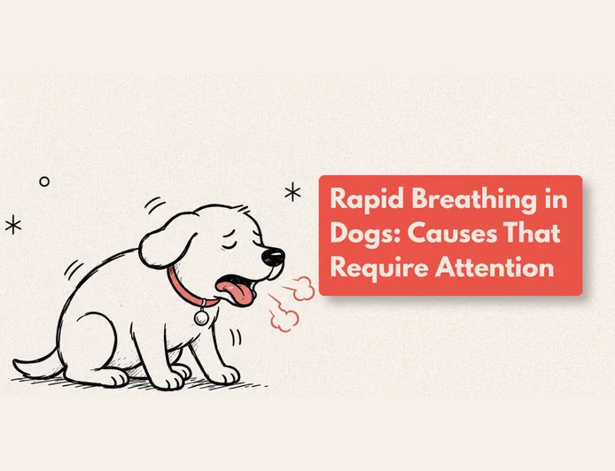 Why Is My Dog Breathing Fast?
