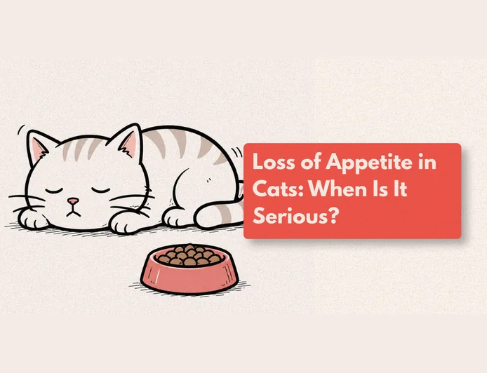 Why Has My Cat Stopped Eating?