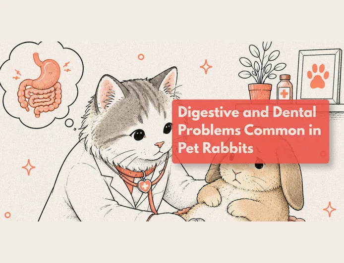 Why Has My Rabbit Stopped Eating?