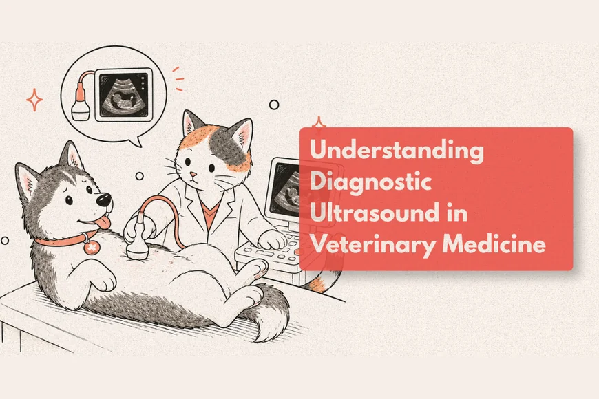 Why Would a Dog Need an Ultrasound?