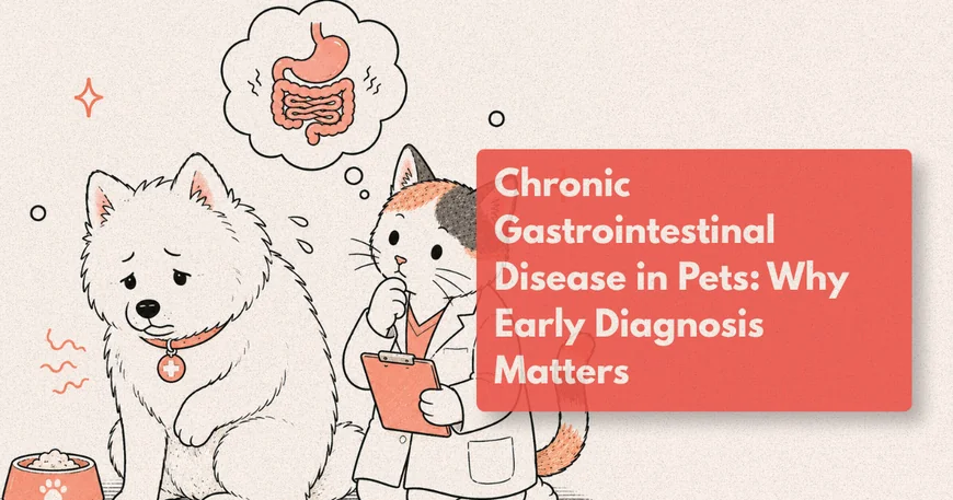 Why Does My Pet Keep Having Stomach Problems?