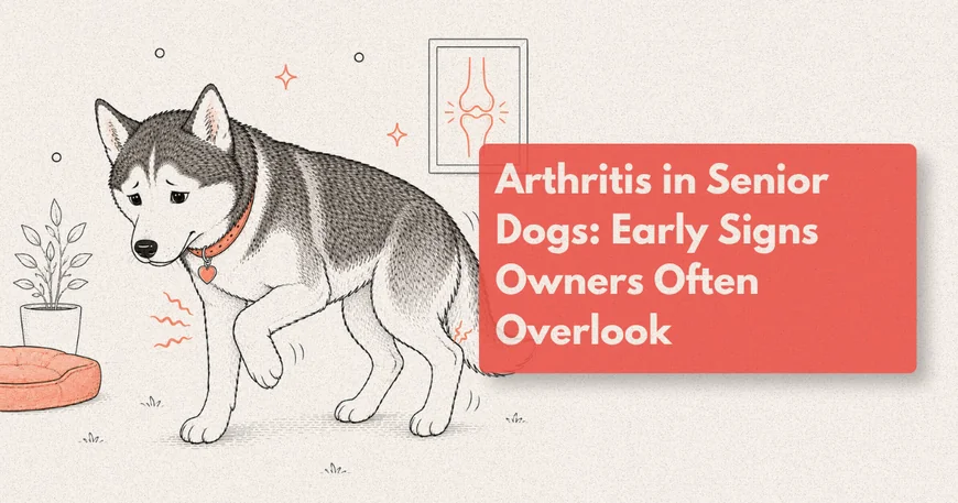 How Do I Know If My Dog Has Arthritis?