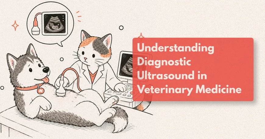 Why Would a Dog Need an Ultrasound?