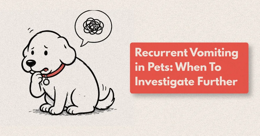 Why Does My Dog Keep Vomiting?
