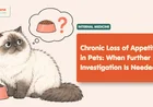 Loss of Appetite in Pets: When to Investigate Further