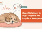 Epilepsy in Dogs: Diagnosis and Long-Term Management (2026)