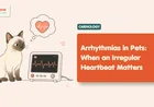 Irregular Heartbeat in Dogs: Complete Owner's Guide
