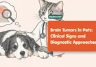 Brain Tumor in Dogs: Warning Signs and Next Steps