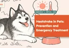 Heatstroke in Pets: Prevention and Emergency Treatment