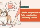 Chronic Weight Loss in Pets: Investigating Underlying Disease