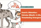 Bloat in Dogs: GDV Signs, Emergency Action, and Prevention