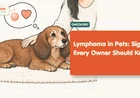 Lymphoma in Dogs: Signs, Symptoms, and Chemotherapy Guide
