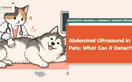 Abdominal Ultrasound in Pets: What Can It Detect?