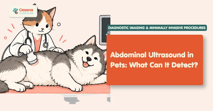Abdominal Ultrasound in Pets: What Can It Detect?