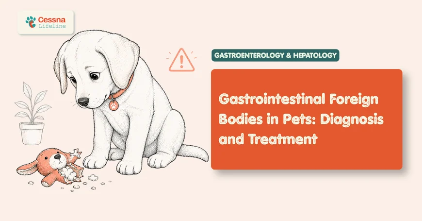 Foreign Body in Dogs: Symptoms, Obstruction, and Treatment