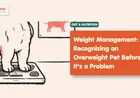 Pet Weight Management: Is Your Dog Overweight?