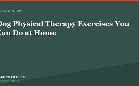 Dog Physical Therapy Exercises You Can Do at Home