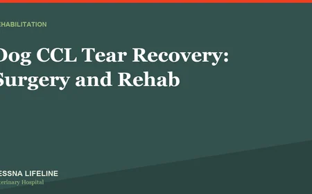 Dog CCL Tear Recovery: Surgery and Rehab