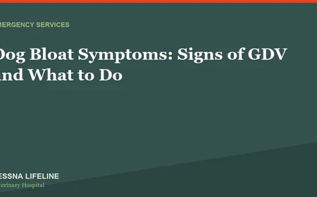 Dog Bloat Symptoms: Signs of GDV and What to Do