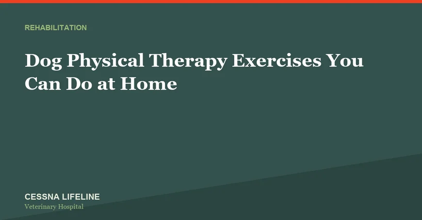 Dog Physical Therapy Exercises You Can Do at Home