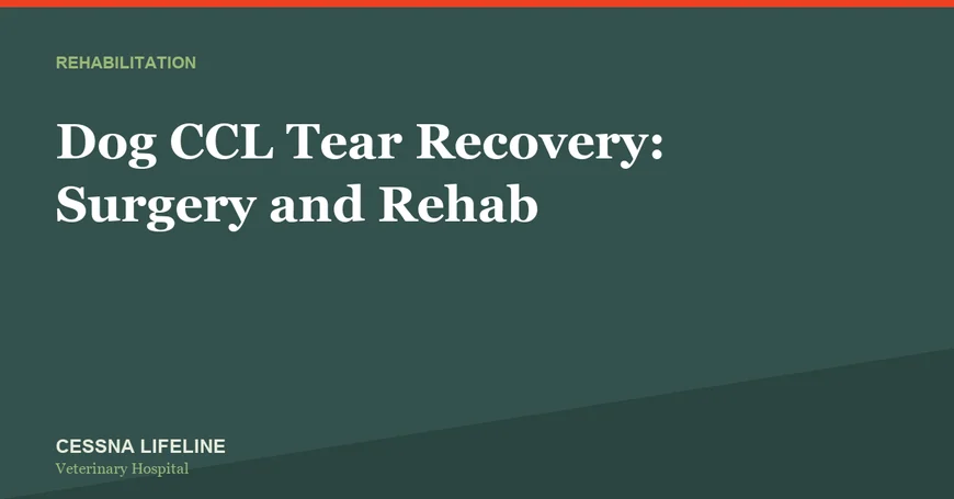 Dog CCL Tear Recovery: Surgery and Rehab