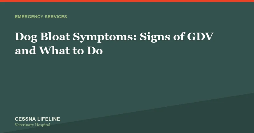 Dog Bloat Symptoms: Signs of GDV and What to Do
