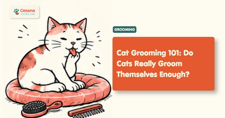 Cat Grooming: How Often Do Cats Need It?
