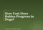 How Fast Does Rabies Progress in Dogs?